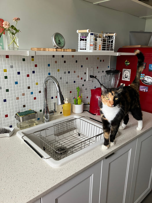Modwalls Brio Glass Mosaic Tile | Bayview Blend | Pictured on a kitchen backsplash | Colorful Modern & Midcentury glass tile for kitchens, bathrooms, backsplashes, showers, pools & outdoors.